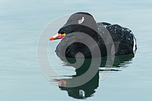 White-winged Scoter - Melanitta deglandi