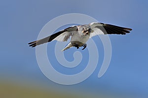 White-winged Snowfinch - Montifringilla nivalis