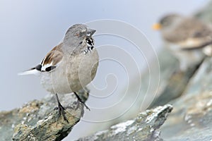 White-winged Snowfinch - Montifringilla nivalis