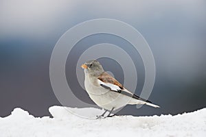 White winged snowfinch Montifringilla nivalis