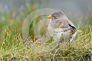 White-winged Snowfinch - Montifringilla nivalis juvenile