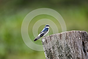 White-winged swallow, Pantanal Wetlands, Mato Grosso,