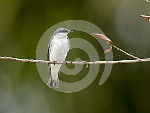White-winged Swallow (Tachycineta albiventer)