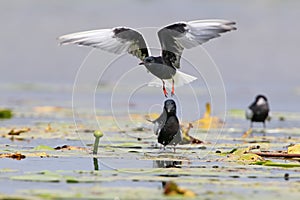 The white-winged tern Chlidonias leucopterus or Chlidonias leucoptera in flight photo