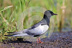 The white-winged tern standing on the ground photo