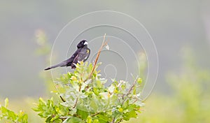 White-winged widowbird (Euplectes albonotatus)