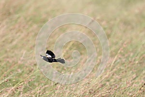 White-winged widowbird (Euplectes albonotatus) in Kruger National Park, South Africa.