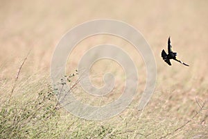 White-winged widowbird (Euplectes albonotatus) in Kruger National Park, South Africa.