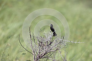 White-winged widowbird (Euplectes albonotatus) in Kruger National Park, South Africa.