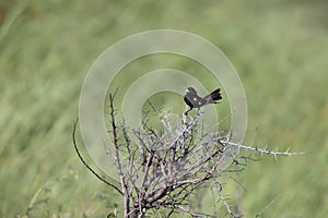 White-winged widowbird (Euplectes albonotatus) in Kruger National Park, South Africa.