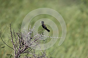 White-winged widowbird (Euplectes albonotatus) in Kruger National Park, South Africa.