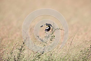 White-winged widowbird (Euplectes albonotatus) in Kruger National Park, South Africa.