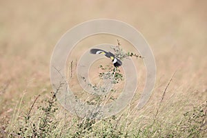 White-winged widowbird (Euplectes albonotatus) in Kruger National Park, South Africa.