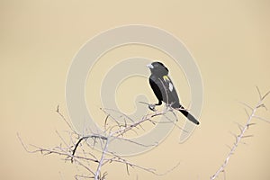 White-winged widowbird (Euplectes albonotatus) in Kruger National Park, South Africa.