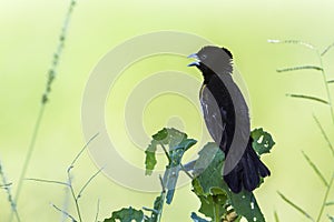 White winged Widowbird in Kruger National park, South Africa