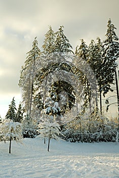 White winter photo