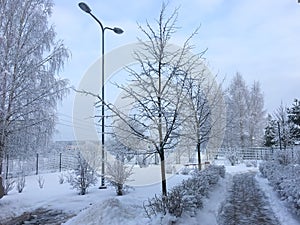 White winter fairy tale  landscape. Trees in park covered with snow. Christmas and New Year concept