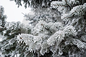 White winter fur-tree branch in forest