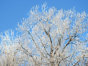 White winter hoarfrost blankets tree branches in blue sky