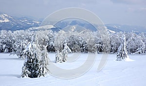 White winter landscape