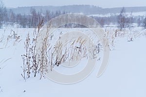 White winter landscape with dry grass and birch trees in a snow-covered field