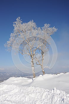 Bianco un albero 
