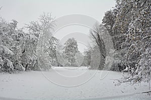 White winter landscape, trees, fields and  with lots of snow