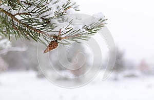 White winter - pine branch with pinecone, close up