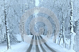 White winter road  . Snowy birch  trees