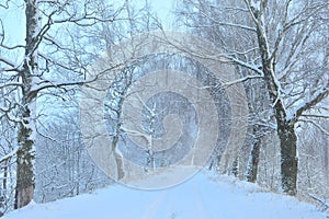 White winter road  . Snowy birch  trees