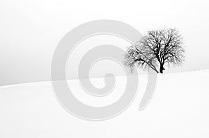 White winter scene with one tree