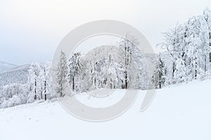 White winter snowy landscape mist forest, edit space