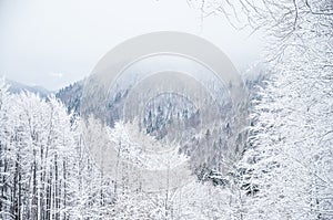 White winter snowy landscape, mist, forest, edit space