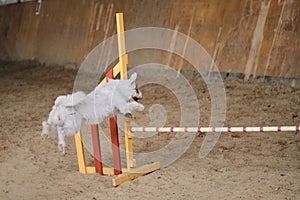 White wire haired Jack Russell Terrier runs fast and jumps high over barrier at agility competitions. Speed and agility, sports