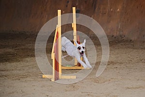 White wire haired Jack Russell Terrier runs fast and jumps high over barrier at agility competitions. Speed and agility, sports