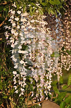 White wistaria at sunset