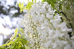 White wisteria blooming in a garden