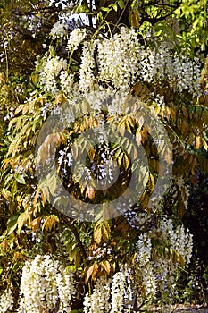 White wisteria