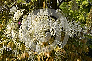 White wisteria