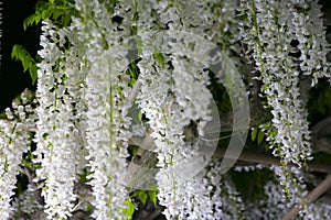 White wisteria flower blooming in a garden