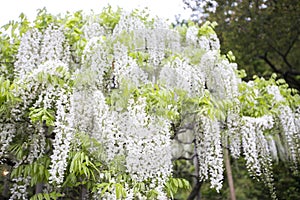 White wisteria flower blooming in a japanese park