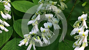 White Wisteria (Glycine) flowers on branches in the garden