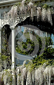 White Wisteria on Porch