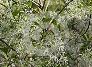 White Witch Hazel Flowers on tree