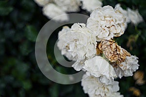 White withering roses after the rain. A symbol of decay and aging.