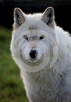 White wolf