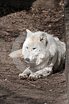 White wolf