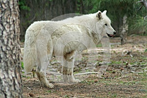 White Wolf