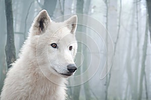 White wolf on the background of the mystical forest