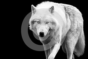 White wolf with a black background